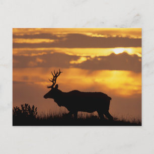 Tule Elk Point Reyes National Seashore Postcard