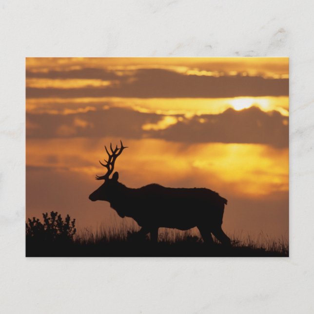 Tule Elk | Point Reyes National Seashore Postcard (Front)