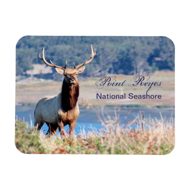 Tule Elk Reserve Point Reyes Magnet (Horizontal)