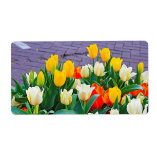Tulip
