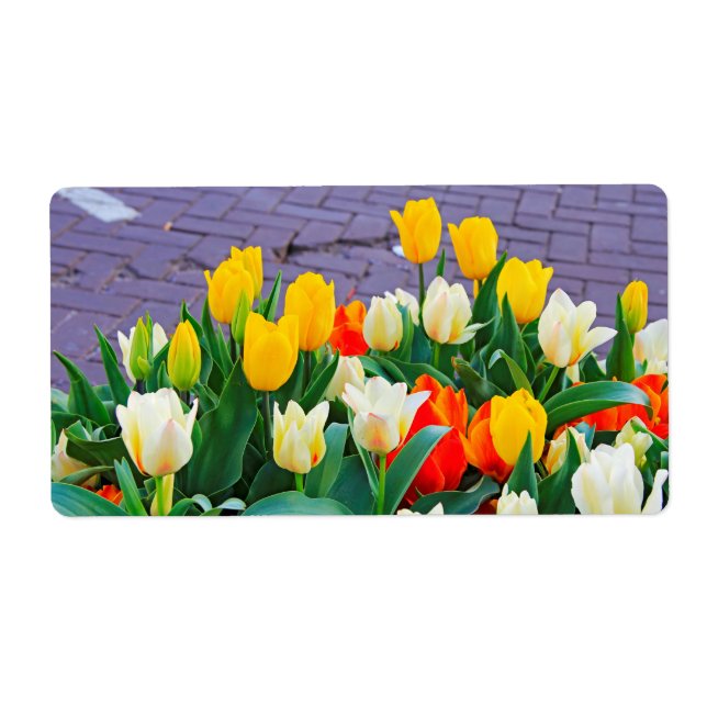 Tulip (Front)