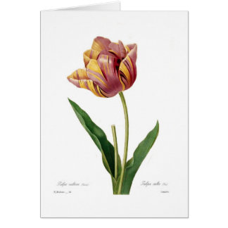 Tulip