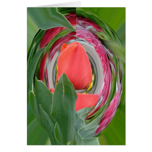 tulip (Front)