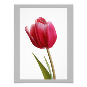 Tulip 7 - Single bright red tulip bloom Photo Print