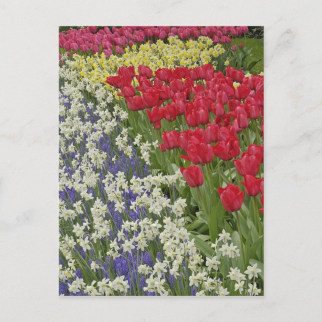 Tulip and daffodil garden, Keukenhof Gardens, Postcard (Front)