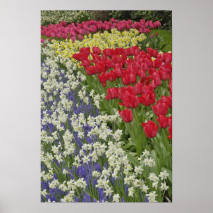 Tulip and daffodil garden, Keukenhof Gardens, Poster