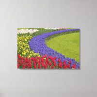 Tulip and Grape Hyacinth and daffodil garden,