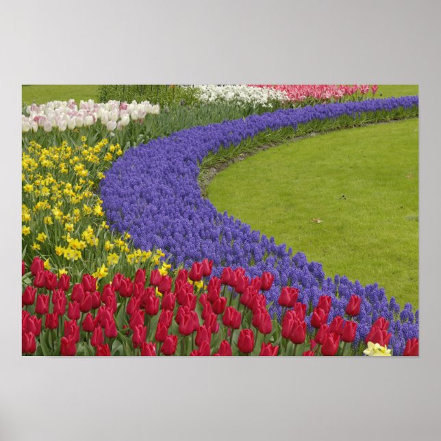 Tulip and Grape Hyacinth and daffodil garden, Poster (Front)