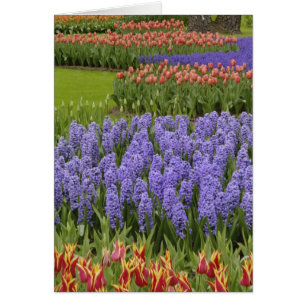 Tulip and Hyacinth garden, Keukenhof Gardens,