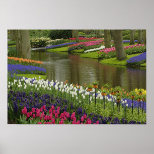 Tulip and hyacinth garden, Keukenhof Gardens, 2 Poster