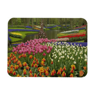 Tulip and hyacinth garden, Keukenhof Gardens, Magnet
