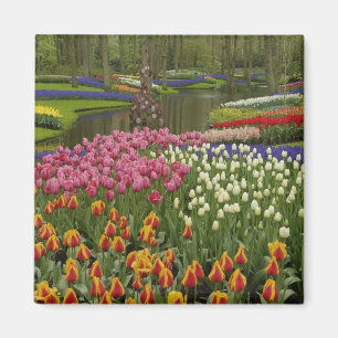 Tulip and hyacinth garden, Keukenhof Gardens, Magnet