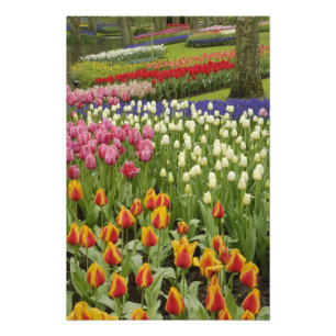 Tulip and hyacinth garden, Keukenhof Gardens, Photo Print