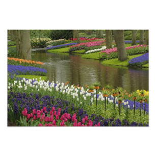 Tulip and hyacinth garden, Keukenhof Gardens, Photo Print