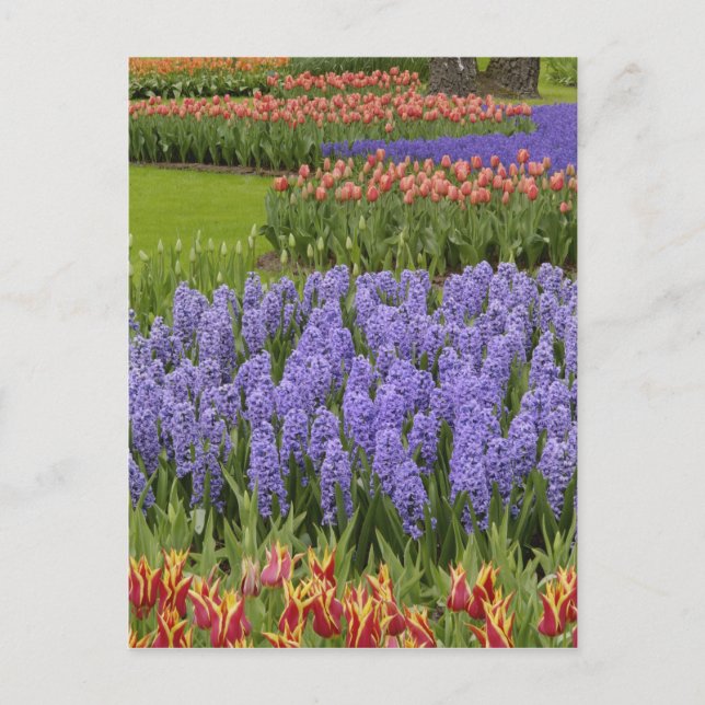 Tulip and Hyacinth garden, Keukenhof Gardens, Postcard (Front)