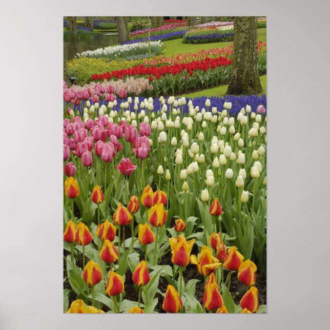 Tulip and hyacinth garden, Keukenhof Gardens, Poster (Front)
