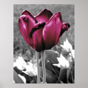 Tulip Art Poster
