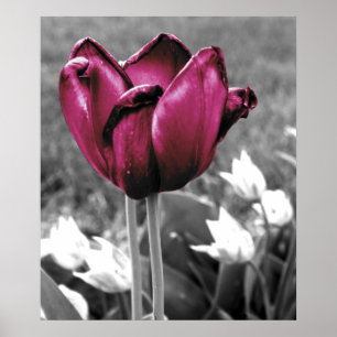 Tulip Art Poster