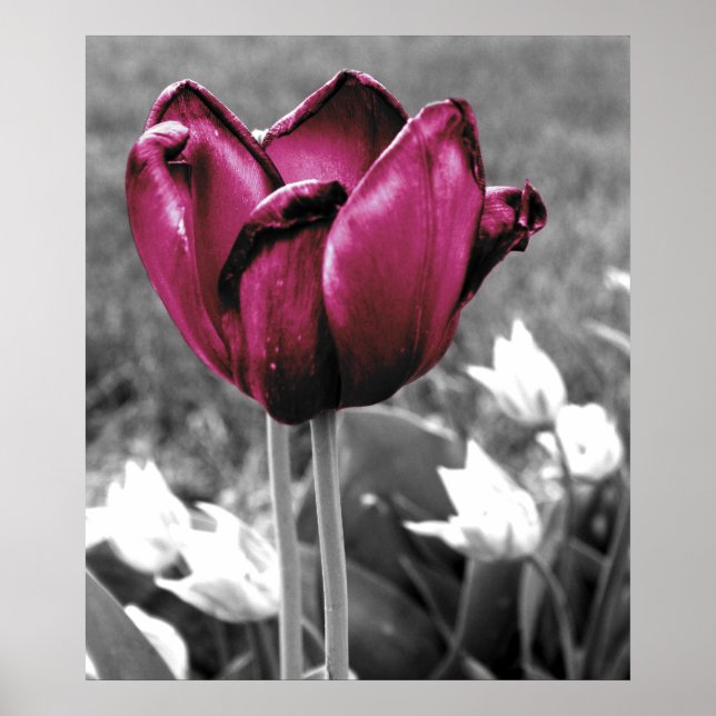 Tulip Art Poster (Front)