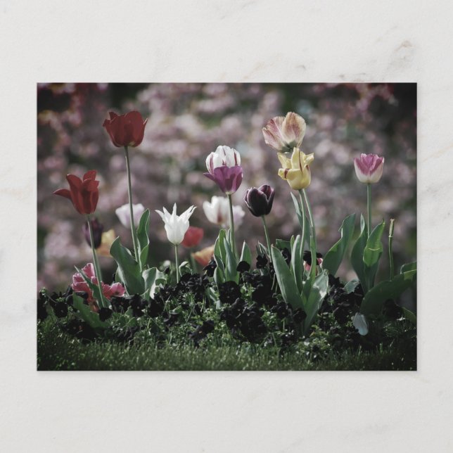 tulip bed postcard (Front)