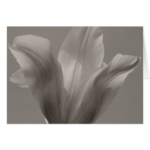 Tulip Black and White