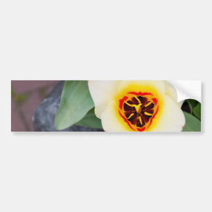 Tulip Bumper Sticker