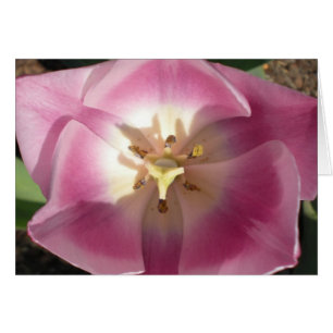 Tulip Burst~Thank You! greeting cards