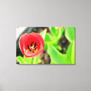 Tulip Canvas Print