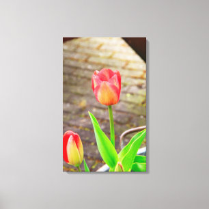 Tulip Canvas Print