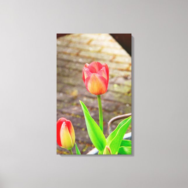 Tulip Canvas Print (Front)