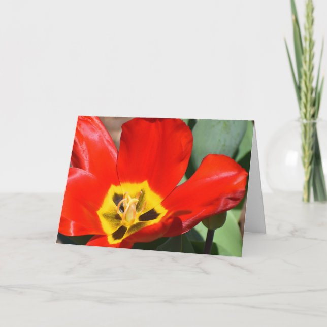 Tulip, card (Front)