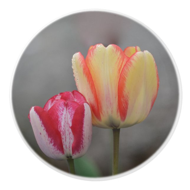 Tulip Ceramic Knob (Front)