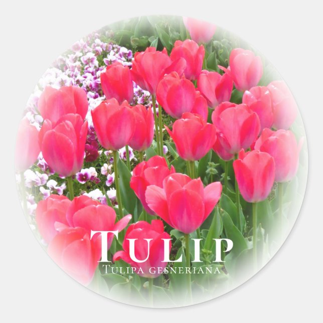 Tulip Classic Round Sticker (Front)