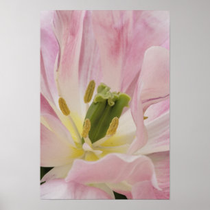 Tulip close-up, Keukenhof Gardens, Lisse, Poster