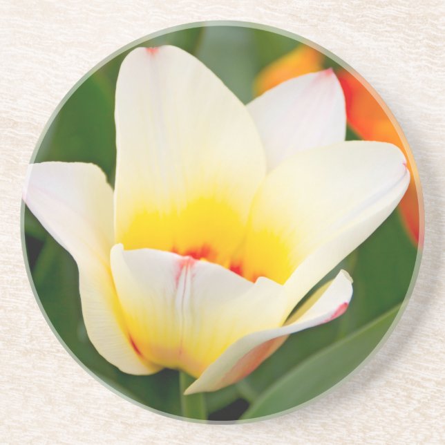 Tulip Coaster (Front)