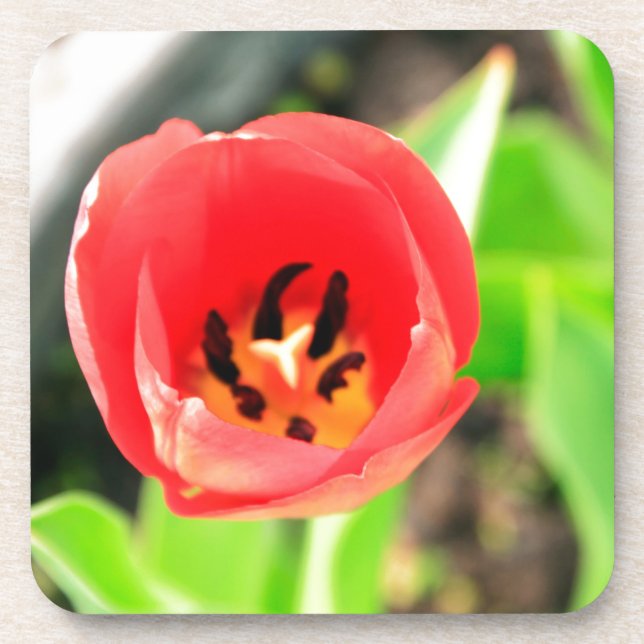 Tulip Coaster (Front)