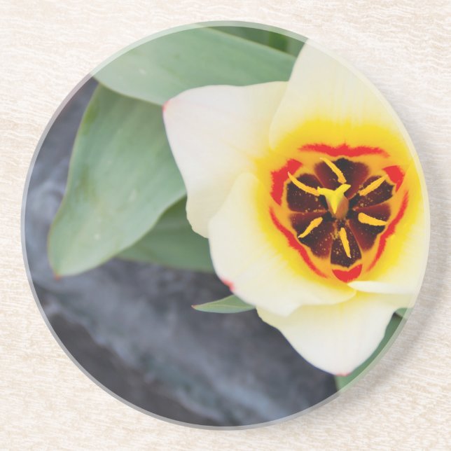 Tulip Coaster (Front)