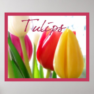 Tulip Colours Poster