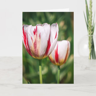 Tulip Delight Card