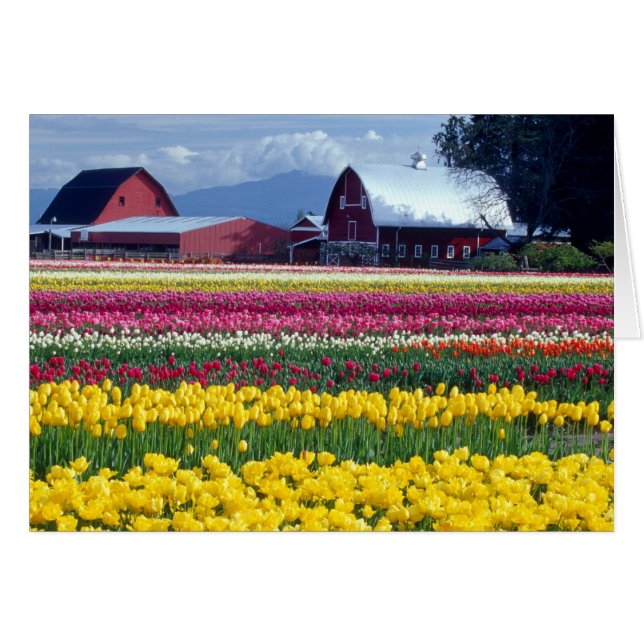 Tulip display field (Front Horizontal)
