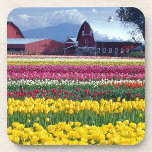 Tulip display field coaster