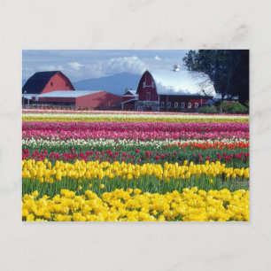Tulip display field postcard