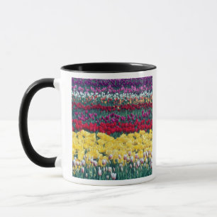 Tulip display garden in Skagit county, Mug