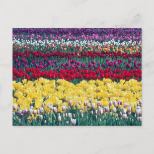 Tulip display garden in Skagit county, Postcard