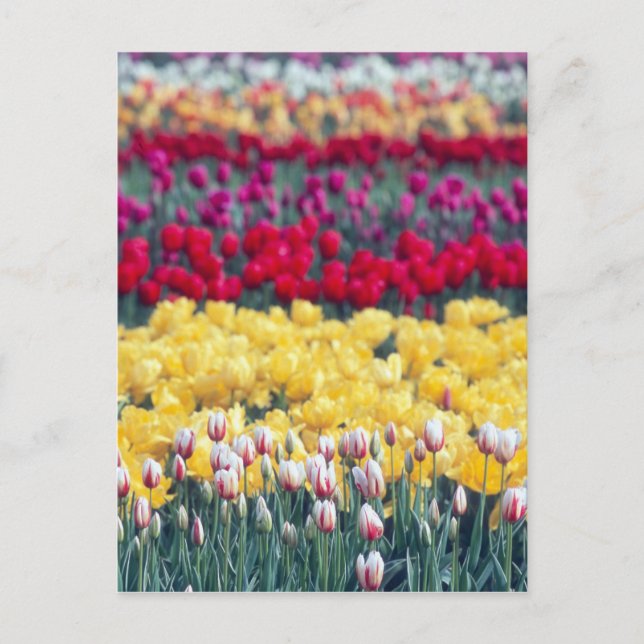 Tulip display garden in the Skagit valley, Postcard (Front)
