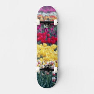 Tulip display garden in the Skagit valley, Skateboard