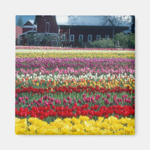 Tulip display garden, Skagit county, Magnet