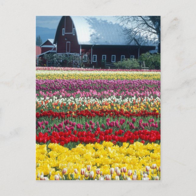 Tulip display garden, Skagit county, Postcard (Front)