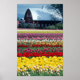 Tulip display garden, Skagit county, Poster