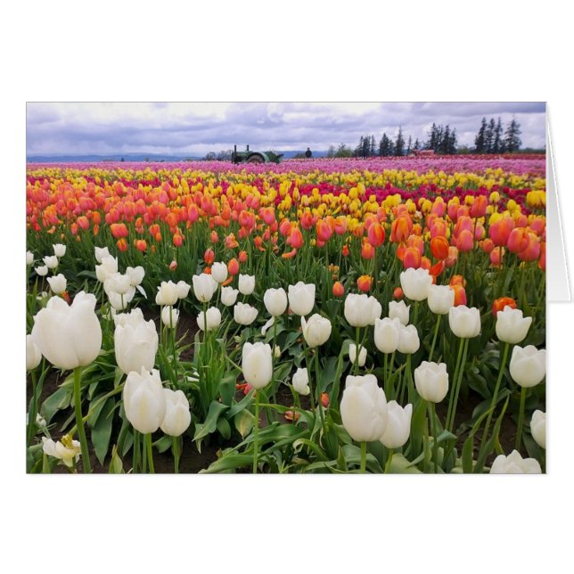 Tulip Farm (Front Horizontal)